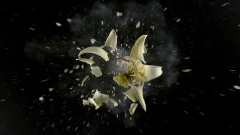 Yellow lily flower exploding in super slow motion, shot with Phantom Flex 4K Video stock 84299369