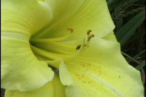 Yellow Lily Stock Footage 298849