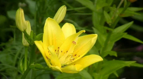 Yellow lily Video stock 474957