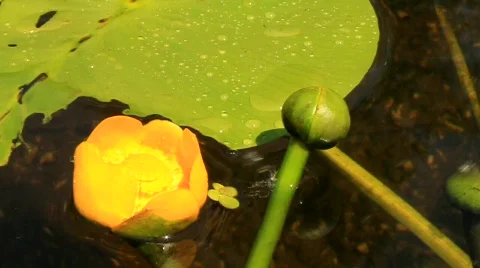 Yellow lily Stock Footage 585771