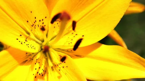 Yellow Lily Stock Footage 746665