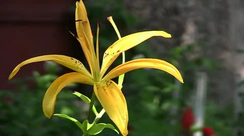 Yellow Lily Stock Footage 11238500