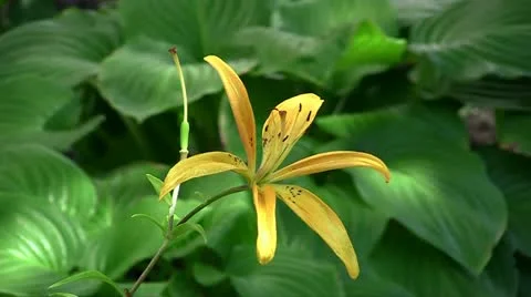 Yellow Lily Stock Footage 11238502