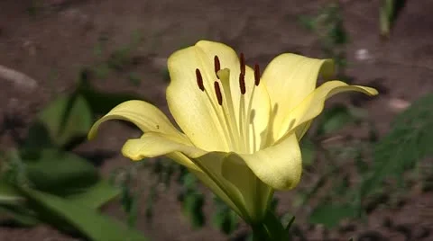 Yellow Lily Video stock 11238503