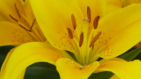 Yellow Lily Vídeos de archivo 47816355