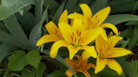Yellow Lily Vídeos de archivo 47816383