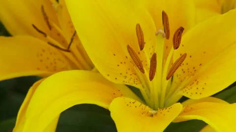 Yellow Lily 動画素材 47816440