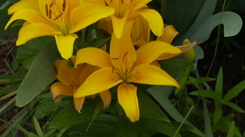 Yellow Lily Vídeos de archivo 47816474