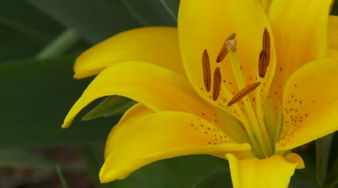 Yellow Lily Vídeo Stock 47816598