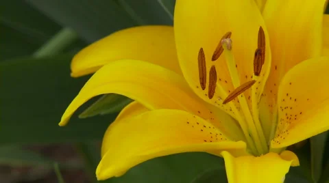 Yellow Lily 動画素材 47816658