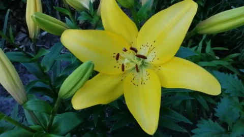 Yellow lily Stock Footage 137331744