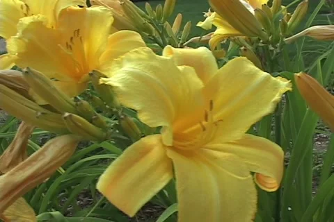 Yellow lily Stock Footage 192545320