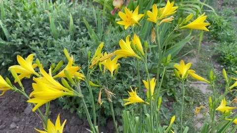 Yellow lily Stock Footage 243426514