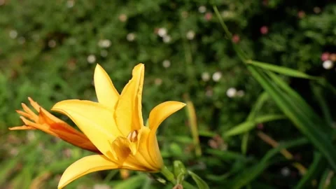 Yellow lily Video stock 248615251
