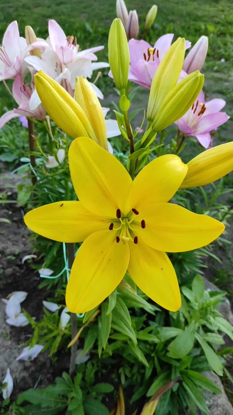 Yellow Lily Stock Footage 279200102