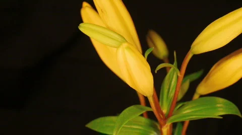 Yellow Lily HD 1b Stock Footage 114577