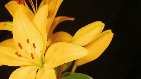 Yellow Lily HD 2 Stock Footage 114570