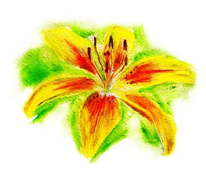 Yellow lily Stock Illustration