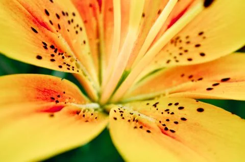 Yellow lily Stock Photos