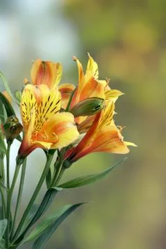 Yellow lily Stock Photos