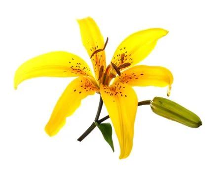 Yellow lily Stock Photos
