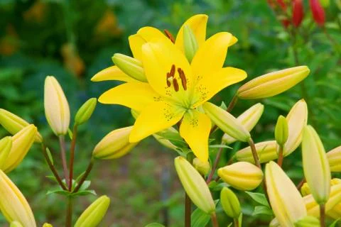 Yellow lily Stock Photos