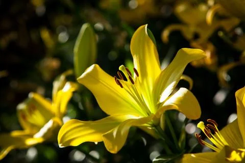 Yellow lily Stock Photos
