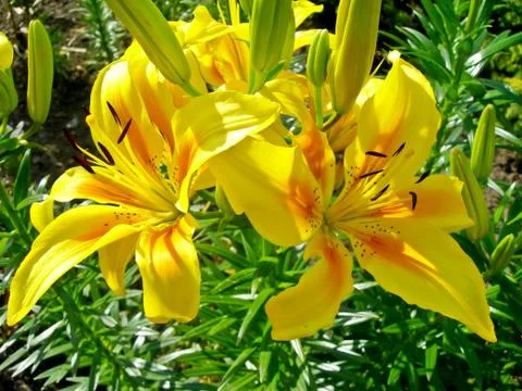 Yellow lily Stock Photos