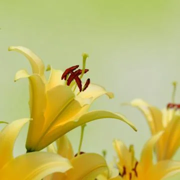 Yellow lily Stock Photos