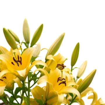 Yellow lily Stock Photos