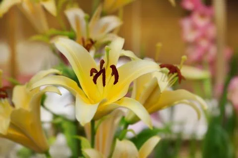 Yellow lily Stock Photos
