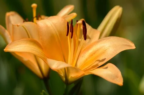 Yellow lily Stock Photos