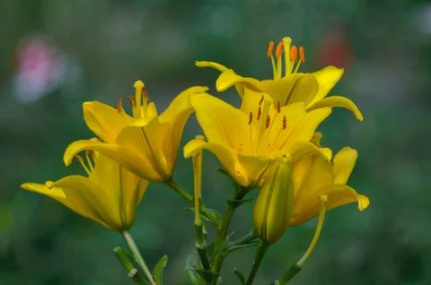 Yellow lily Stock Photos