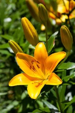 Yellow lily Stock Photos