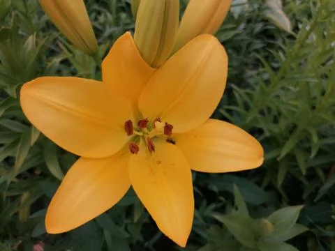 Yellow lily. Stock Photos