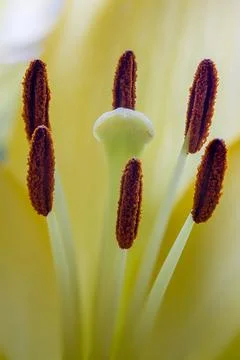 Yellow lily Stock Photos