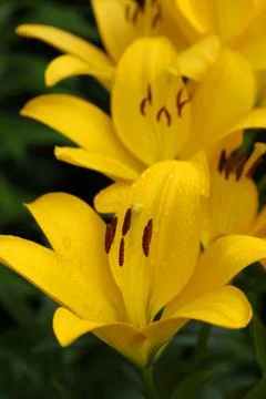 Yellow lily Stock Photos