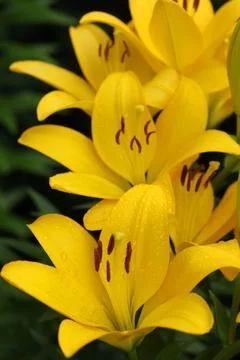 Yellow lily Stock Photos