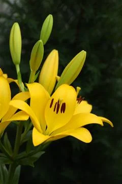 Yellow lily Stock Photos