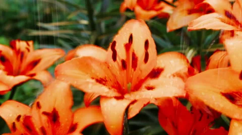 Yellow lily in the rain Stock Footage 40409988