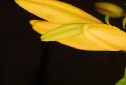 Yellow Lily SD 1 Stock Footage 114567