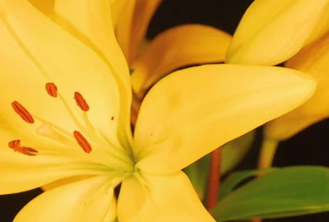Yellow Lily SD 2 Stock Footage 114565