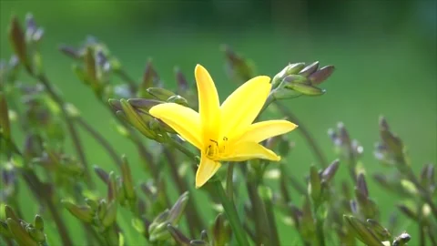 The yellow lily sways in the wind Stock Footage 155152052