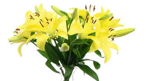 Yellow Lily Time-lapse Video stock 61777115