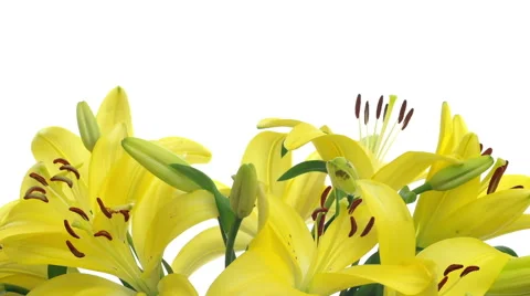Yellow Lily Time-lapse Stock Footage 61793543