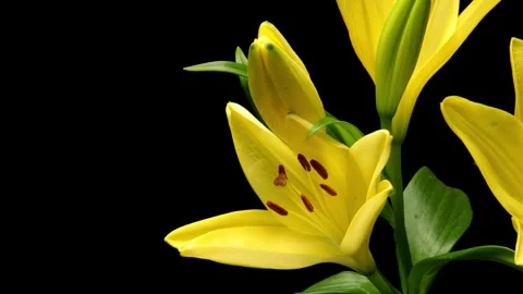 Yellow Lily Time-lapse Stock Footage 281536946