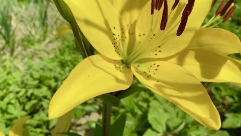 Yellow lily of the valley Stock-Footage 137249758