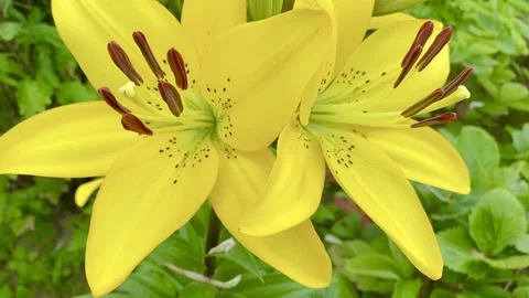 Yellow lily of the valley Video stock 137249801