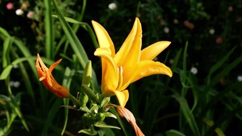 Yellow Lily waving by wind Video stock 248615074