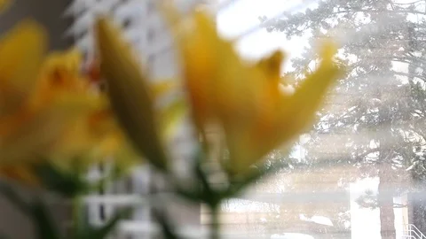 Yellow lily on a window 動画素材 86846526